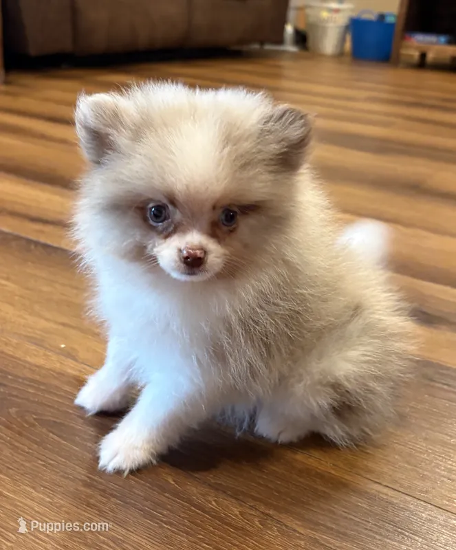 Pretty boy – Pomeranian puppy for sale in Sallisaw, OK