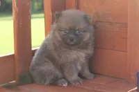 Jeffery, a male Pomeranian for sale in Sallisaw, OK – 1 of 4