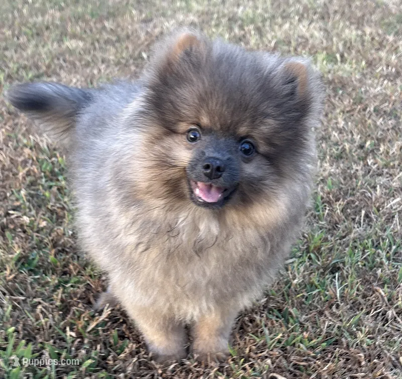 Jeffery – Pomeranian puppy for sale in Sallisaw, OK