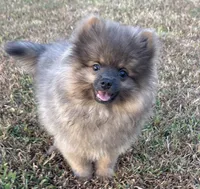 Jeffery, a male Pomeranian for sale in Sallisaw, OK – 1 of 10