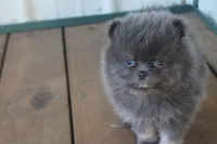 Blue Man, a male Pomeranian for sale in Sallisaw, OK – 3 of 4