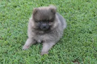Jeffery, a male Pomeranian for sale in Sallisaw, OK – 5 of 10