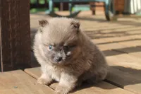 Jeffery, a male Pomeranian for sale in Sallisaw, OK – 4 of 4