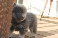 Janet, a female Pomeranian for sale in Sallisaw, OK – 4 of 4