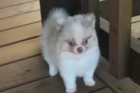 Pretty boy, a male Pomeranian for sale in Sallisaw, OK – 3 of 4