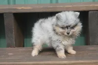 Little man, a male Pomeranian for sale in Sallisaw, OK – 2 of 5