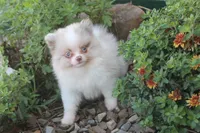 Pretty boy, a male Pomeranian for sale in Sallisaw, OK – 4 of 4
