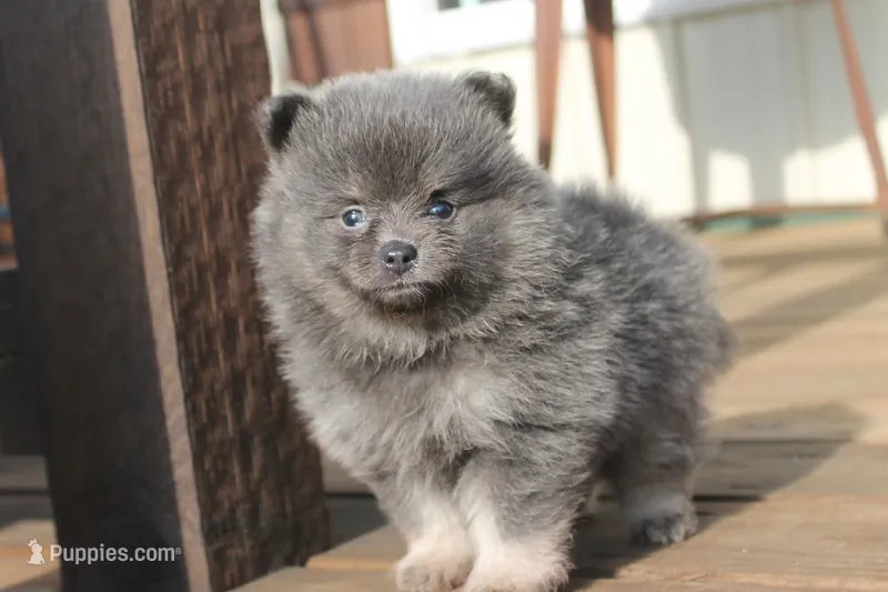 Jessica – Pomeranian puppy for sale in Sallisaw, OK