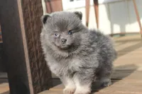 Jessica, a female Pomeranian for sale in Sallisaw, OK – 1 of 4