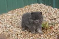 Blue Man, a male Pomeranian for sale in Sallisaw, OK – 4 of 4