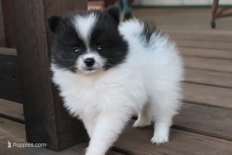 Black and white female  – Pomeranian puppy for sale in Sallisaw, OK