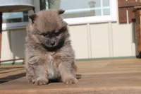 Jeffery, a male Pomeranian for sale in Sallisaw, OK – 2 of 4