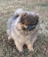 Jeffery, a male Pomeranian for sale in Sallisaw, OK – 2 of 10