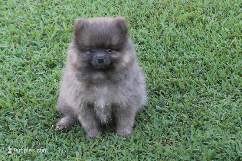 Jeffery – Pomeranian puppy for sale in Sallisaw, OK