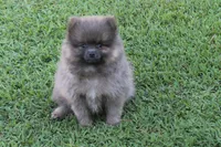 Jeffery, a male Pomeranian for sale in Sallisaw, OK – 3 of 10