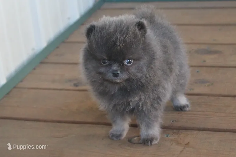 Blue Man – Pomeranian puppy for sale in Sallisaw, OK