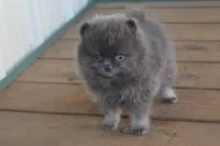 Blue Man, a male Pomeranian for sale in Sallisaw, OK – 1 of 4