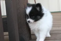 Black and white female , a female Pomeranian for sale in Sallisaw, OK – 3 of 4