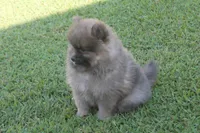 Jeffery, a male Pomeranian for sale in Sallisaw, OK – 7 of 10