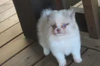 Pretty boy, a male Pomeranian for sale in Sallisaw, OK – 1 of 4