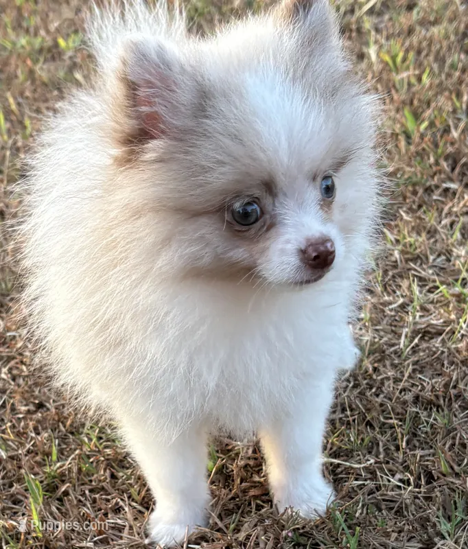 Pretty boy – Pomeranian puppy for sale in Sallisaw, OK