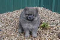 Jeffery, a male Pomeranian for sale in Sallisaw, OK – 10 of 10