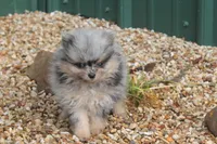 Little man, a male Pomeranian for sale in Sallisaw, OK – 4 of 5
