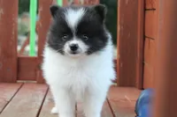Black and white female , a female Pomeranian for sale in Sallisaw, OK – 4 of 4