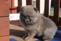 Jeffery, a male Pomeranian for sale in Sallisaw, OK – 3 of 4