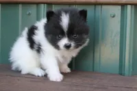 Blqck and White Boy, a male Pomeranian for sale in Sallisaw, OK – 2 of 4