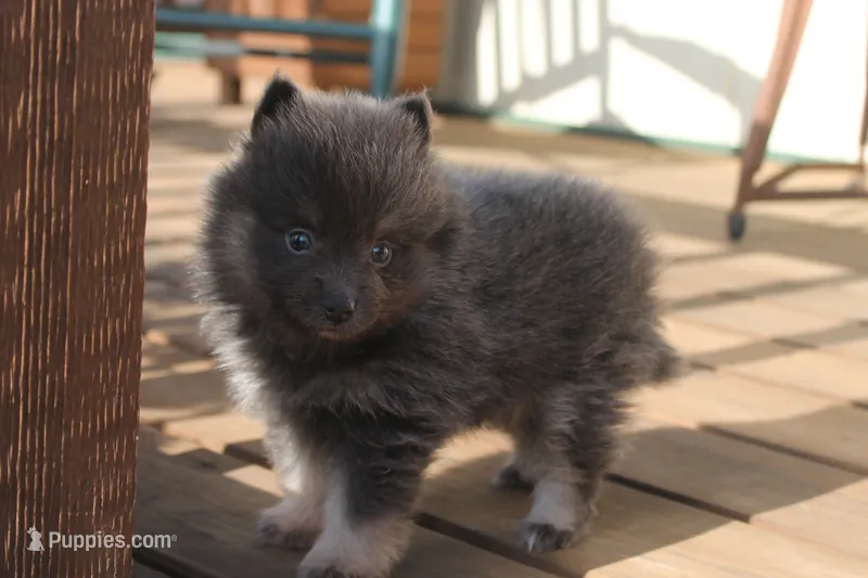 Janet – Pomeranian puppy for sale in Sallisaw, OK