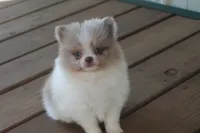 Pretty girl , a female Pomeranian for sale in Sallisaw, OK – 4 of 4