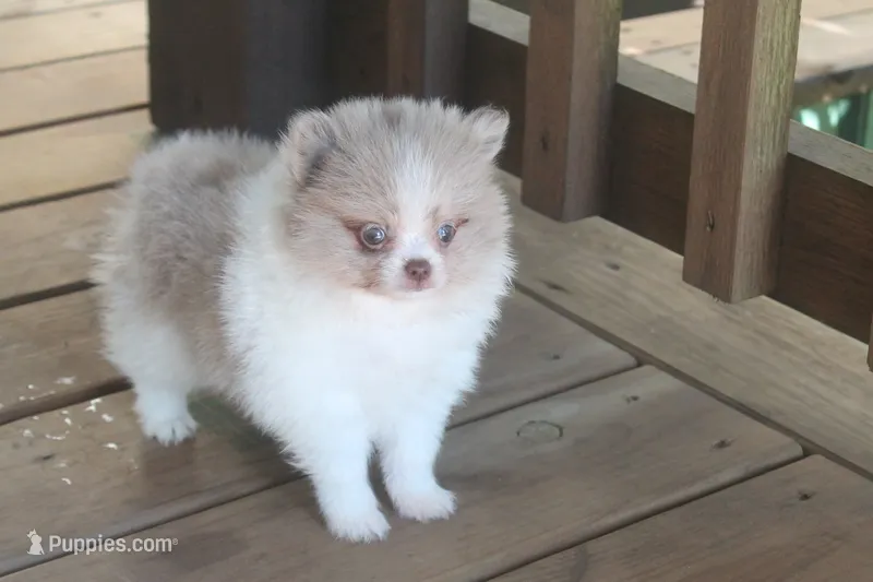 Pretty girl  – Pomeranian puppy for sale in Sallisaw, OK