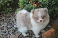 Pretty girl , a female Pomeranian for sale in Sallisaw, OK – 2 of 4