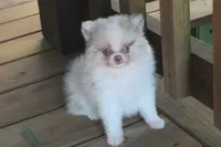 Pretty boy, a male Pomeranian for sale in Sallisaw, OK – 2 of 4