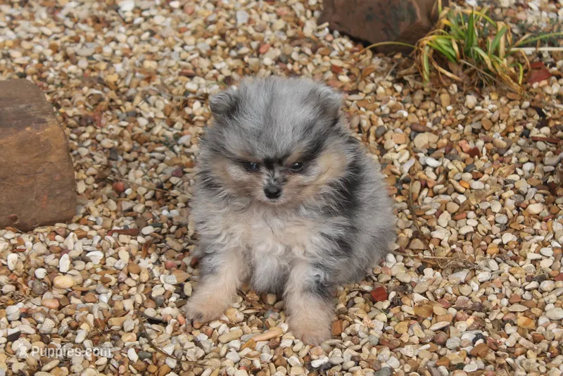 Little man – Pomeranian puppy for sale in Sallisaw, OK