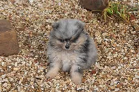 Little man, a male Pomeranian for sale in Sallisaw, OK – 1 of 5