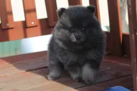 Jessica, a female Pomeranian for sale in Sallisaw, OK – 2 of 4