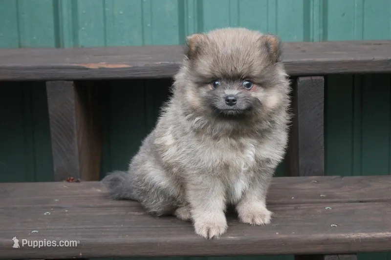 Jeffery – Pomeranian puppy for sale in Sallisaw, OK