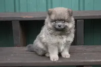 Jeffery, a male Pomeranian for sale in Sallisaw, OK – 9 of 10