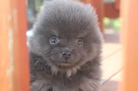 Jasper , a male Pomeranian for sale in Sallisaw, OK – 3 of 4