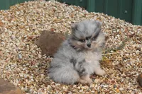 Little man, a male Pomeranian for sale in Sallisaw, OK – 5 of 5