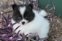 Black and white female , a female Pomeranian for sale in Sallisaw, OK – 2 of 4
