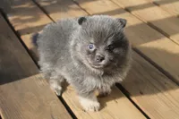 Jessica, a female Pomeranian for sale in Sallisaw, OK – 3 of 4