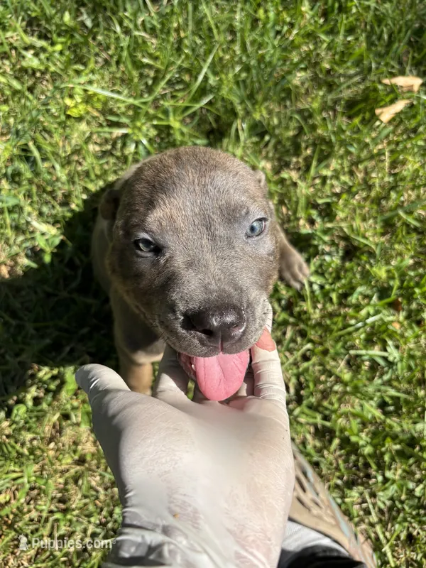 tupac – Cane Corso puppy for sale in Grovetown, GA