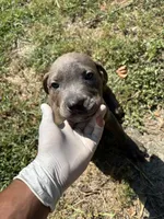 tupac, a male Cane Corso for sale in Grovetown, GA – 2 of 3
