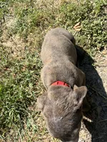 tupac, a male Cane Corso for sale in Grovetown, GA – 3 of 3