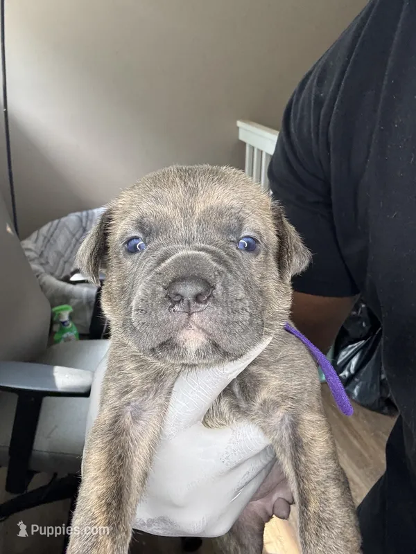 remy ma – Cane Corso puppy for sale in Grovetown, GA