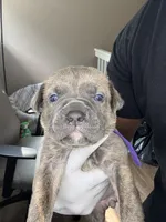 remy ma, a female Cane Corso for sale in Grovetown, GA – 1 of 2