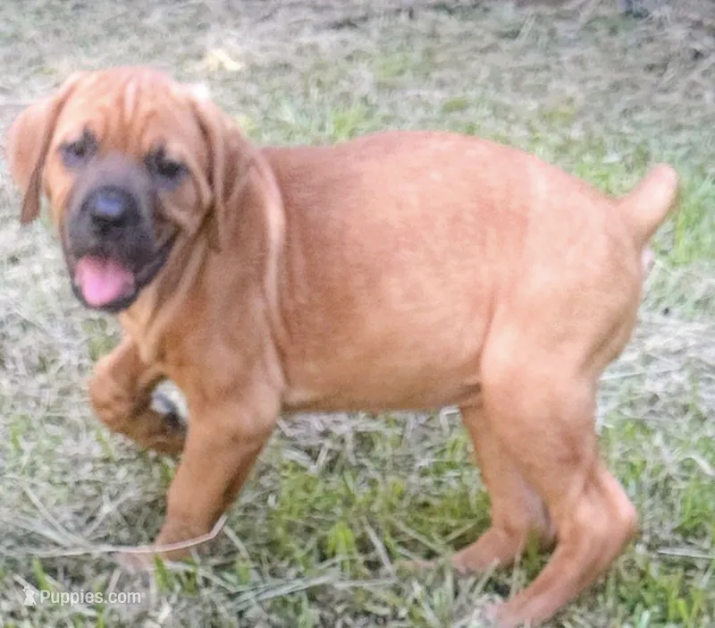 cardi b – Cane Corso puppy for sale in Grovetown, GA
